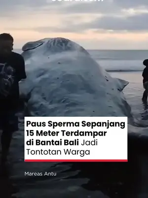 Thumbnail TikTok