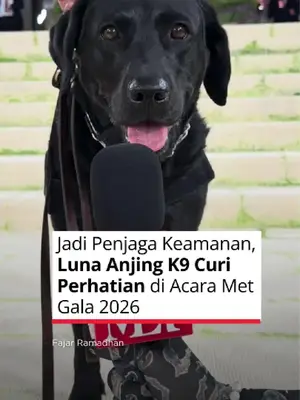 Thumbnail TikTok