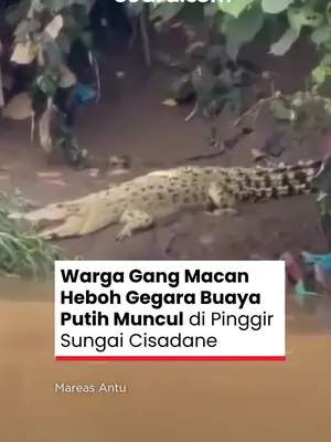Thumbnail TikTok