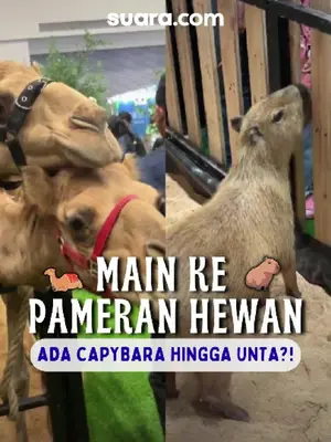 Thumbnail TikTok