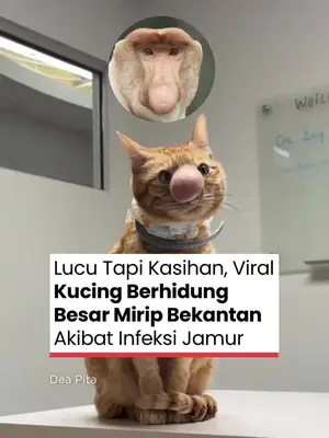 Thumbnail TikTok