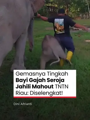 Thumbnail TikTok