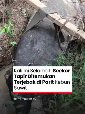 Thumbnail TikTok