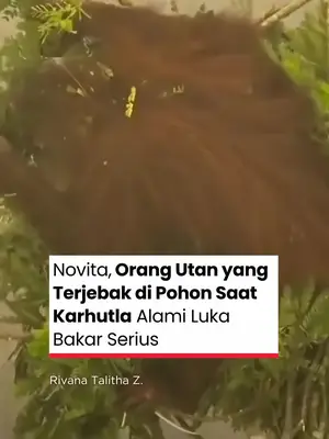 Thumbnail TikTok
