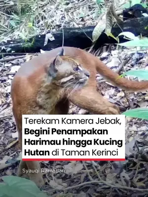Thumbnail TikTok