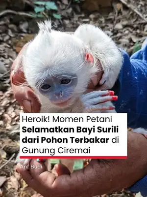 Thumbnail TikTok